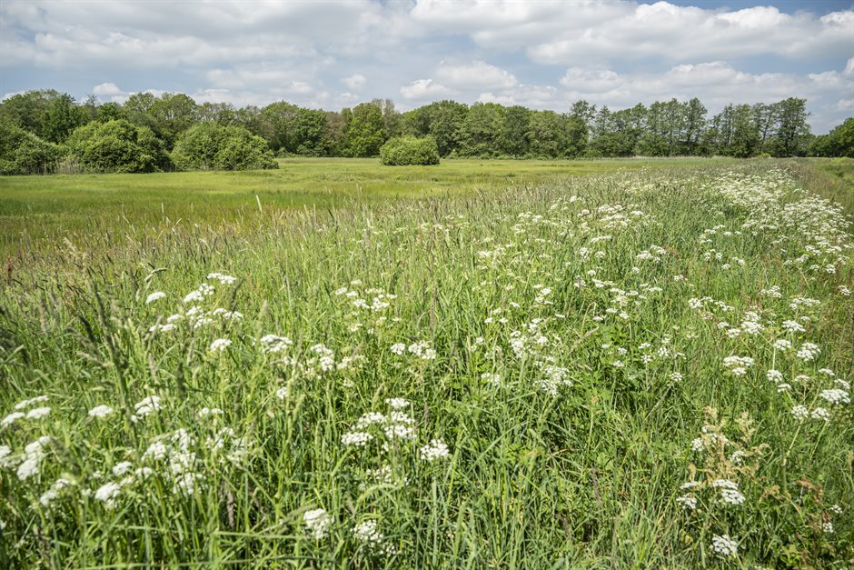Hoog gras met witte bloemen in een groen grasland in Eekmaten. Verderop staan struiken en een rij bomen.