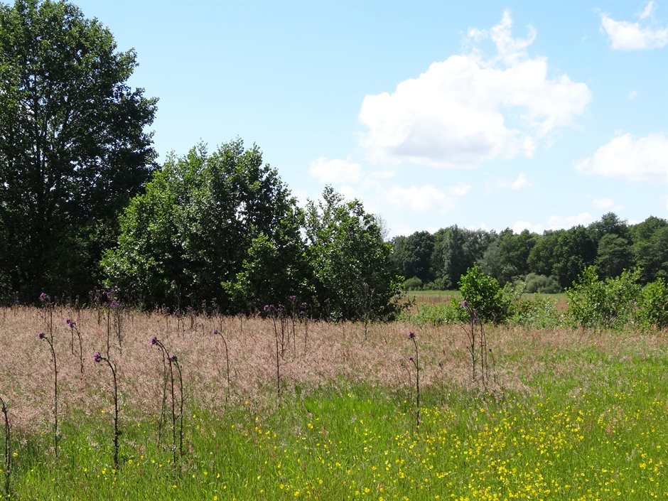 Bloeiend grasland in Eekmaten met paarse kale jonkers en gele boterbloemen. Verderop staan bomen en struiken.